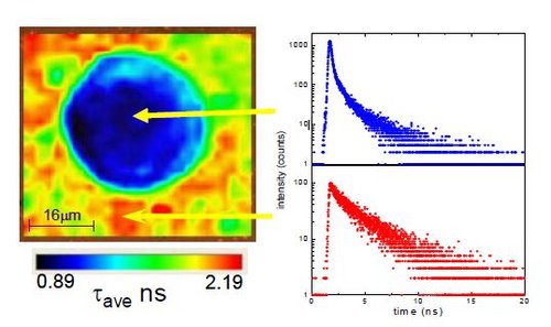 Plasmon enhancement of protein fluorescence by silver nanostructures