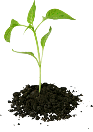 pH plant tissue-01