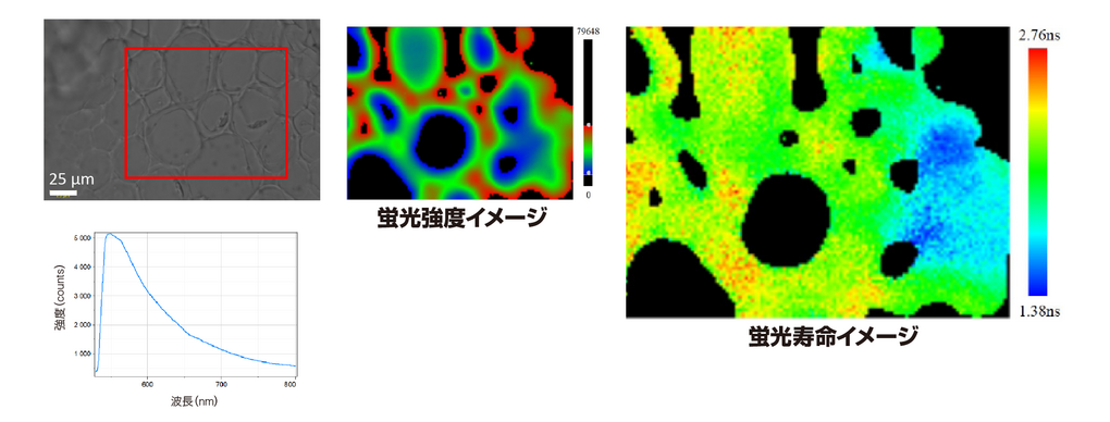 植物サンプル（コンバラリア）測定