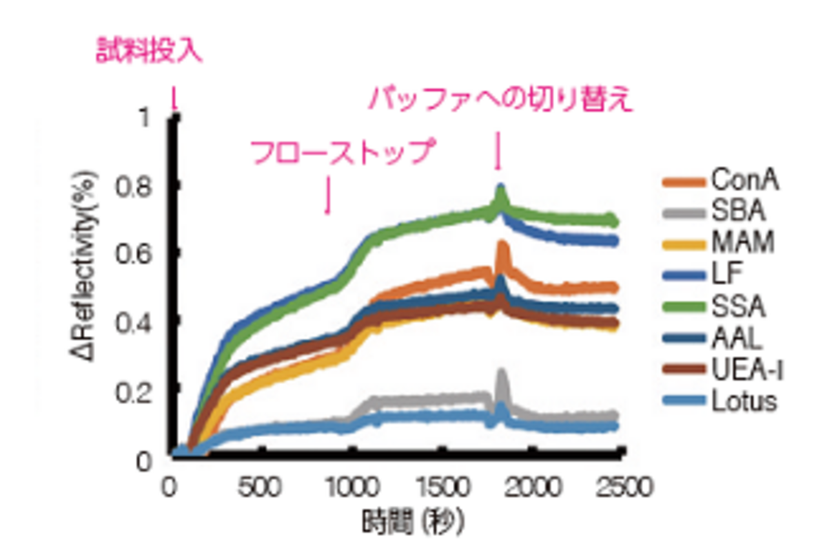 図2. エクソソームとレクチンのカイネティックスカーブから8 種類のレクチンとの結合を確認