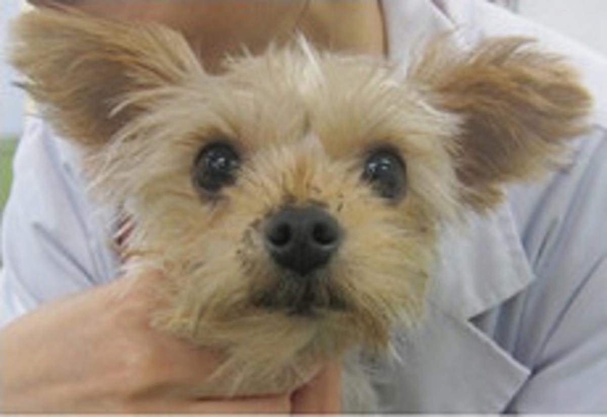 図1　症例の外観