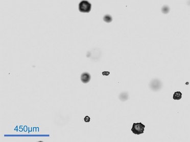 Comparison of results between laser diffraction and image analysis