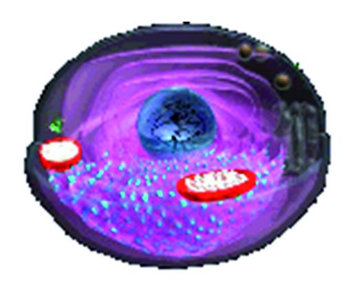 SERS Analysis of single living lymphocytes