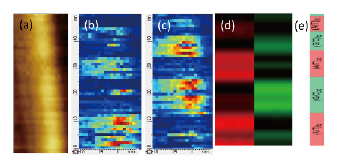 （a）操作されたDNAのAFMトポグラフィー （b）50×20 nm²のTERSマッピング（A / Tのホモポリマーブロック） （c）50×20 nm²のTERSマッピング（G / Cのホモポリマーブロック） （d）TERSマッピングからの水平方向に平均化されたスペクトルマップ （e）元のシーケンス （データ提供：Dr Noah Kolodziejski、放射線モニタリングデバイス。） 