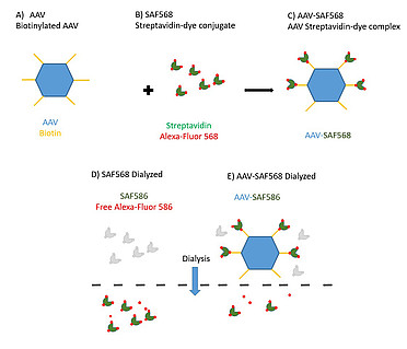 Monitoring Biotinylated Adeno-Associated Virus (AAV) using A-TEEM