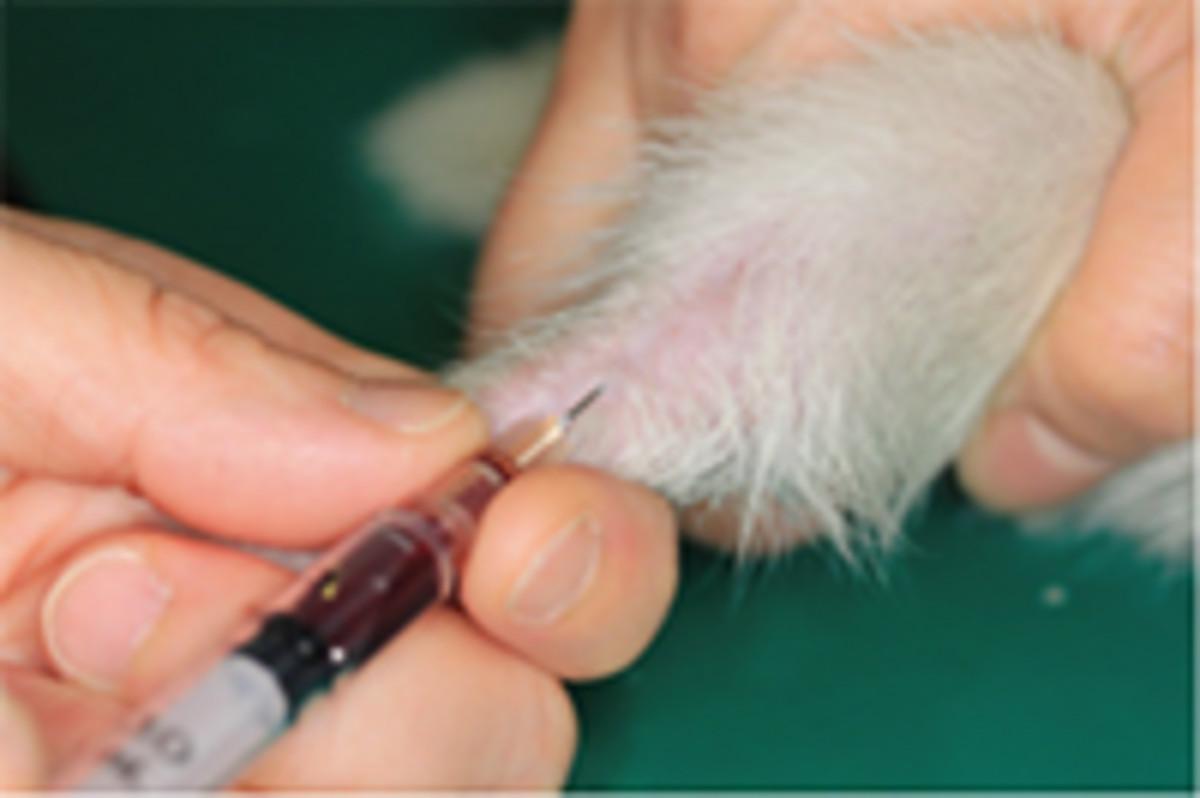 フェレット採血方法