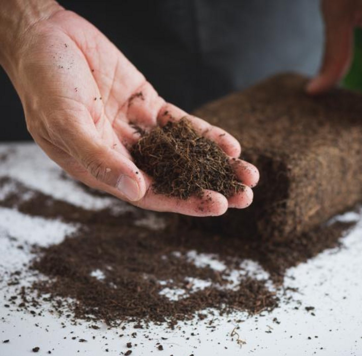 Hand showing coco peat mix 