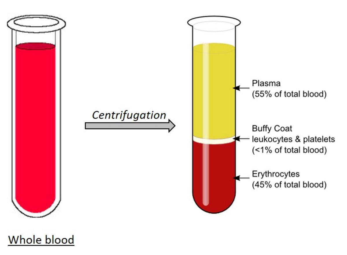 short essay on blood plasma