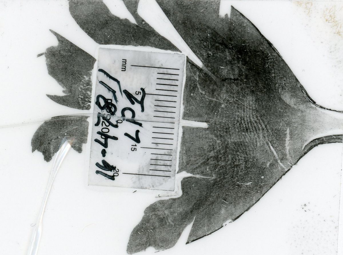 fingerprint identified by an alternative light source