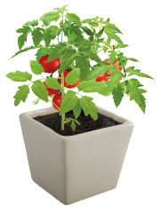 soilsolutin plantsap-01