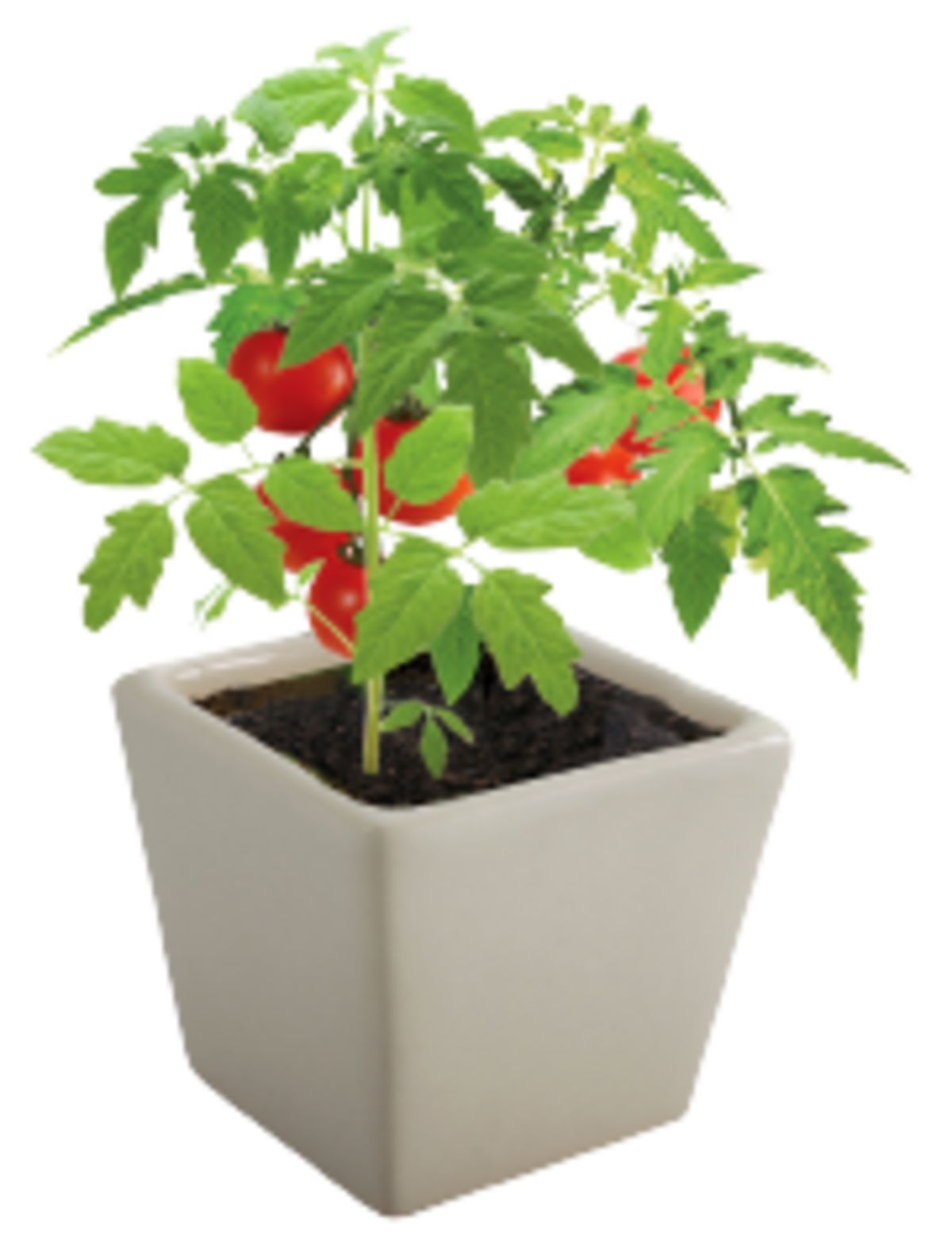 determination-of-nutrient-concentrations-in-soil-solution-and-tomato