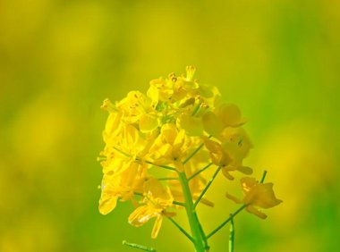 菜の花（セイヨウカラシナ）_15412b｜自堕落におれば涼しき二階かな