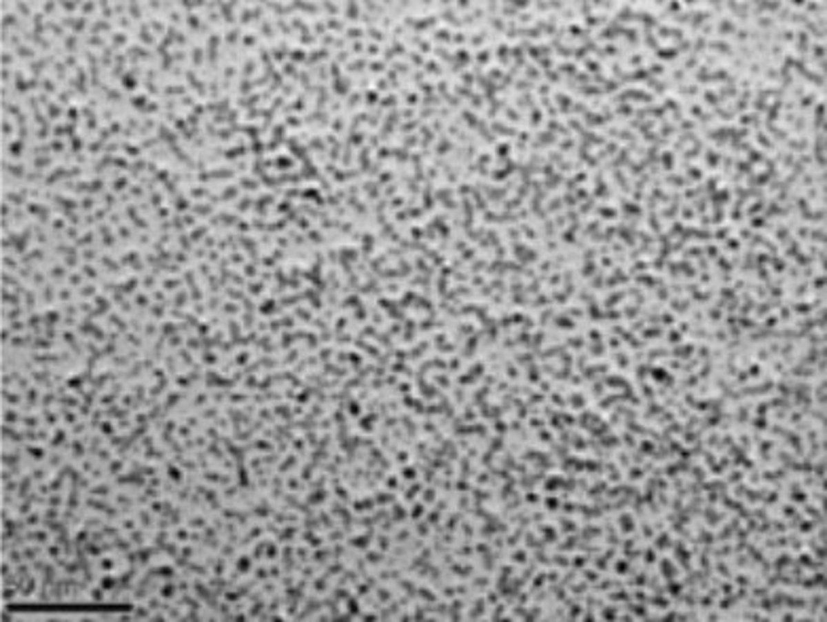 Nanoparticle Size of Colloidal Palladium