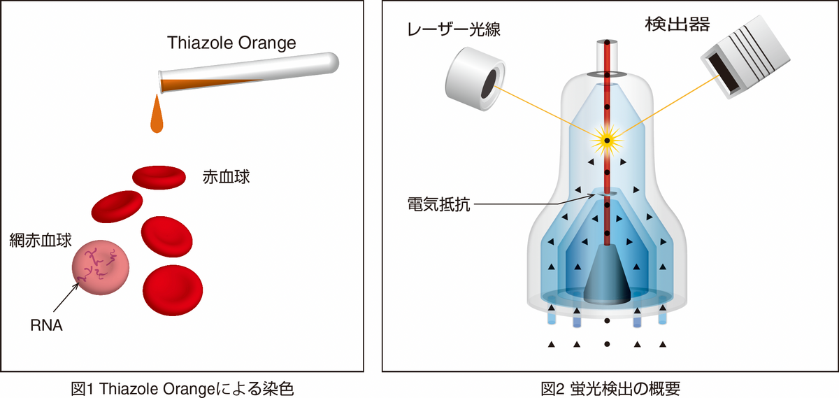 図1 Thiazole Orangeによる染色 / 図2 蛍光検出の概要