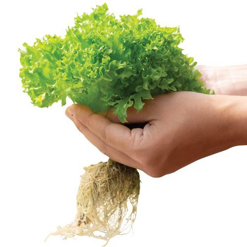 Measurement of ORP in Hydroponics