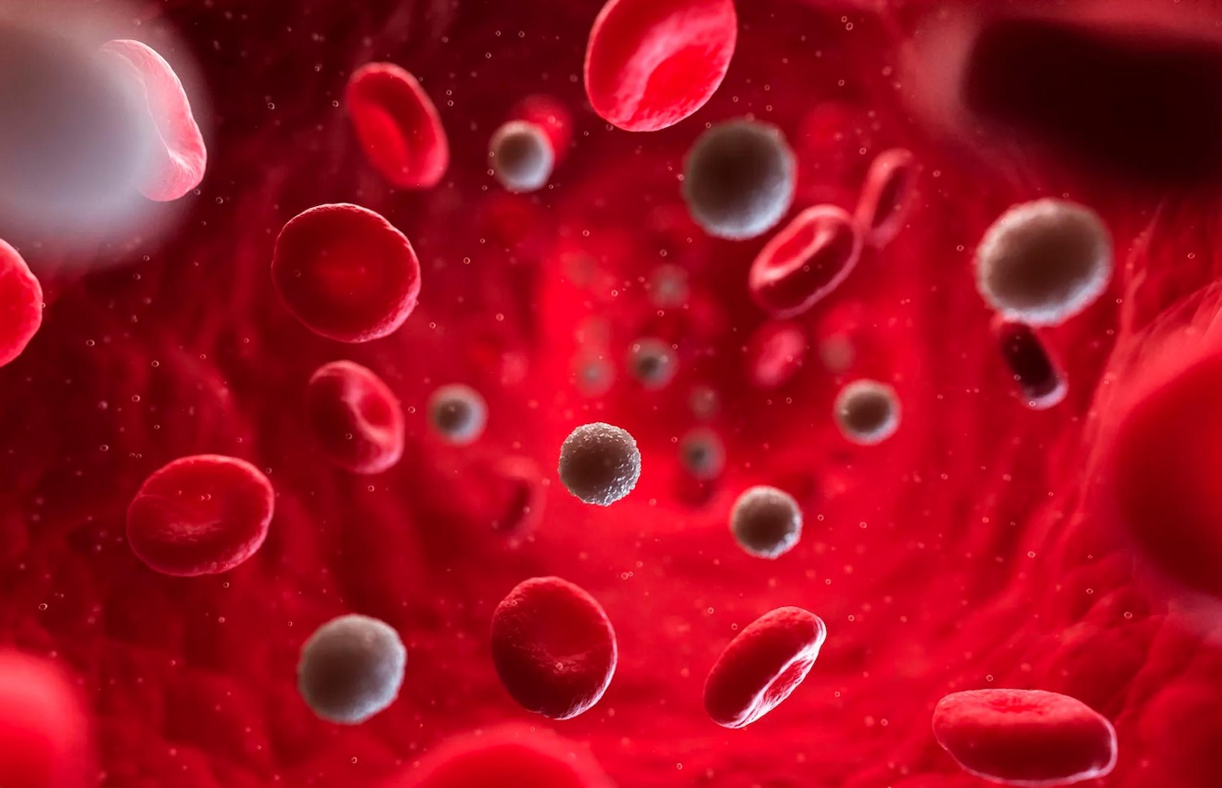 Hematology Blood Cell_Image_HORIBA Medical