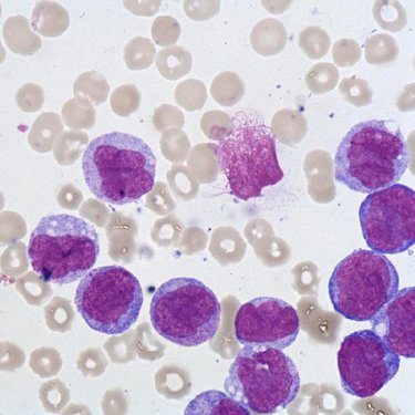 Promonocyte