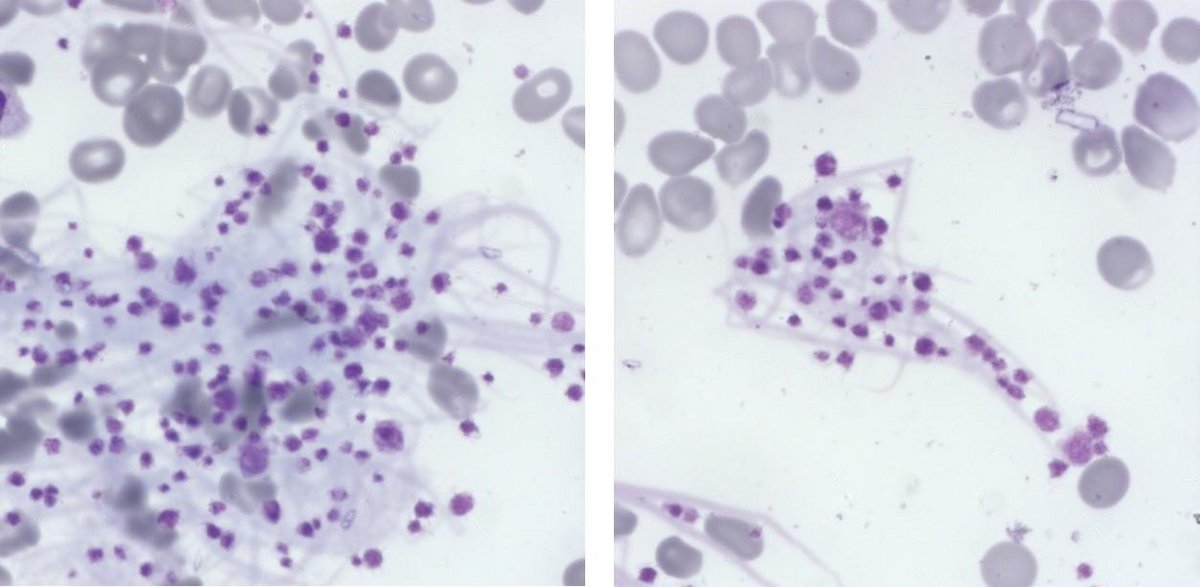 Quiz cell pictures Quiz cell pictures