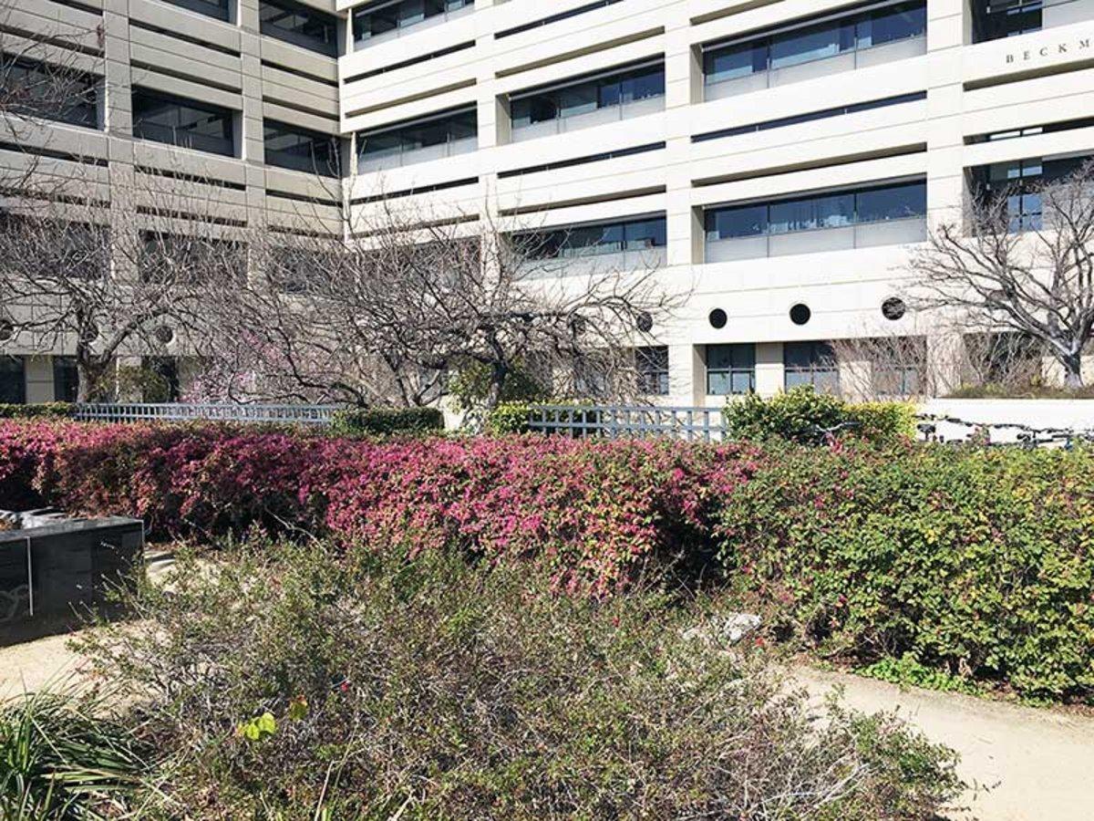 Stanford Medical School