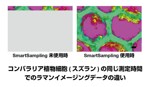 コンバラリア植物細胞(スズラン)の同じ測定時間での ラマンイメージングデータの違い
