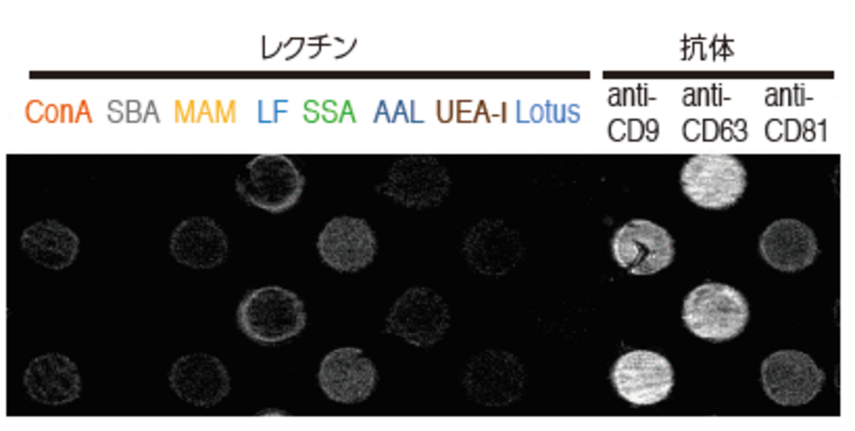 図3. リアルタイムイメージング結果