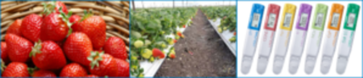 Quick Nutrient Analysis in Strawberry Production