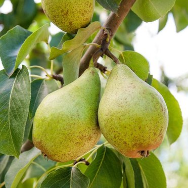 Couple of pears hanging in the tree