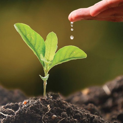 Measurement of ORP (Eh) in Soil