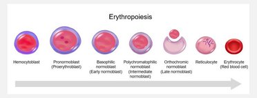 Erythropoiesis