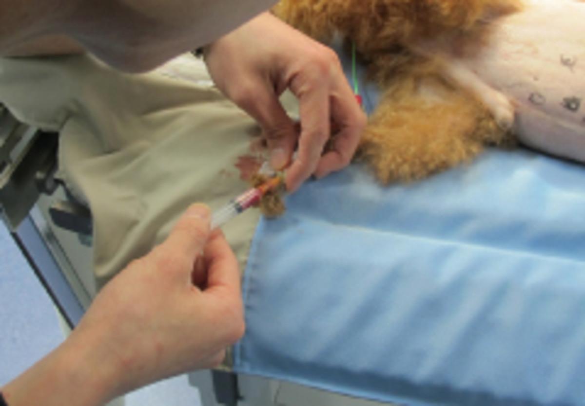 留置針から動脈血を採取 留置針から動脈血を採取