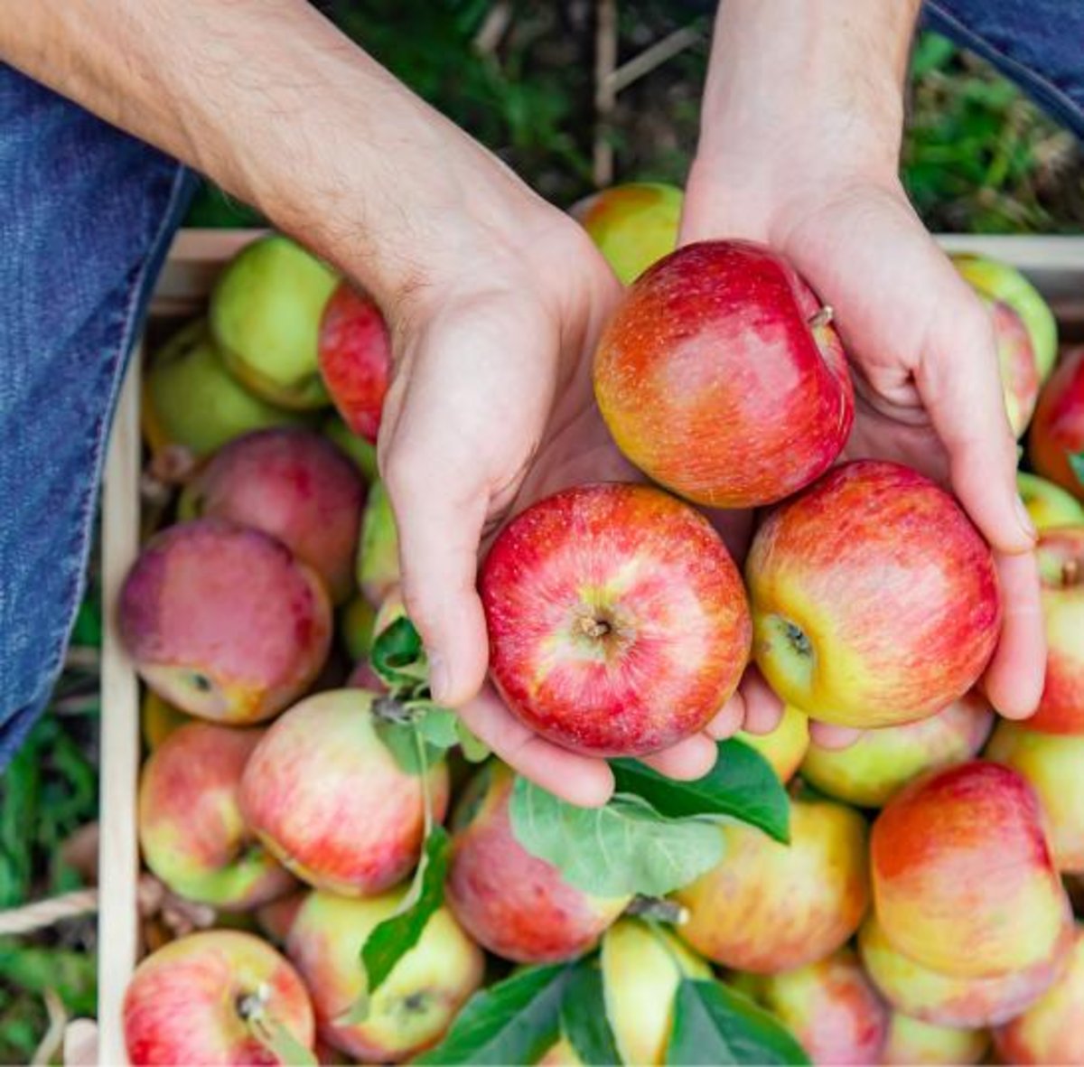 Hand and basket showing apples
