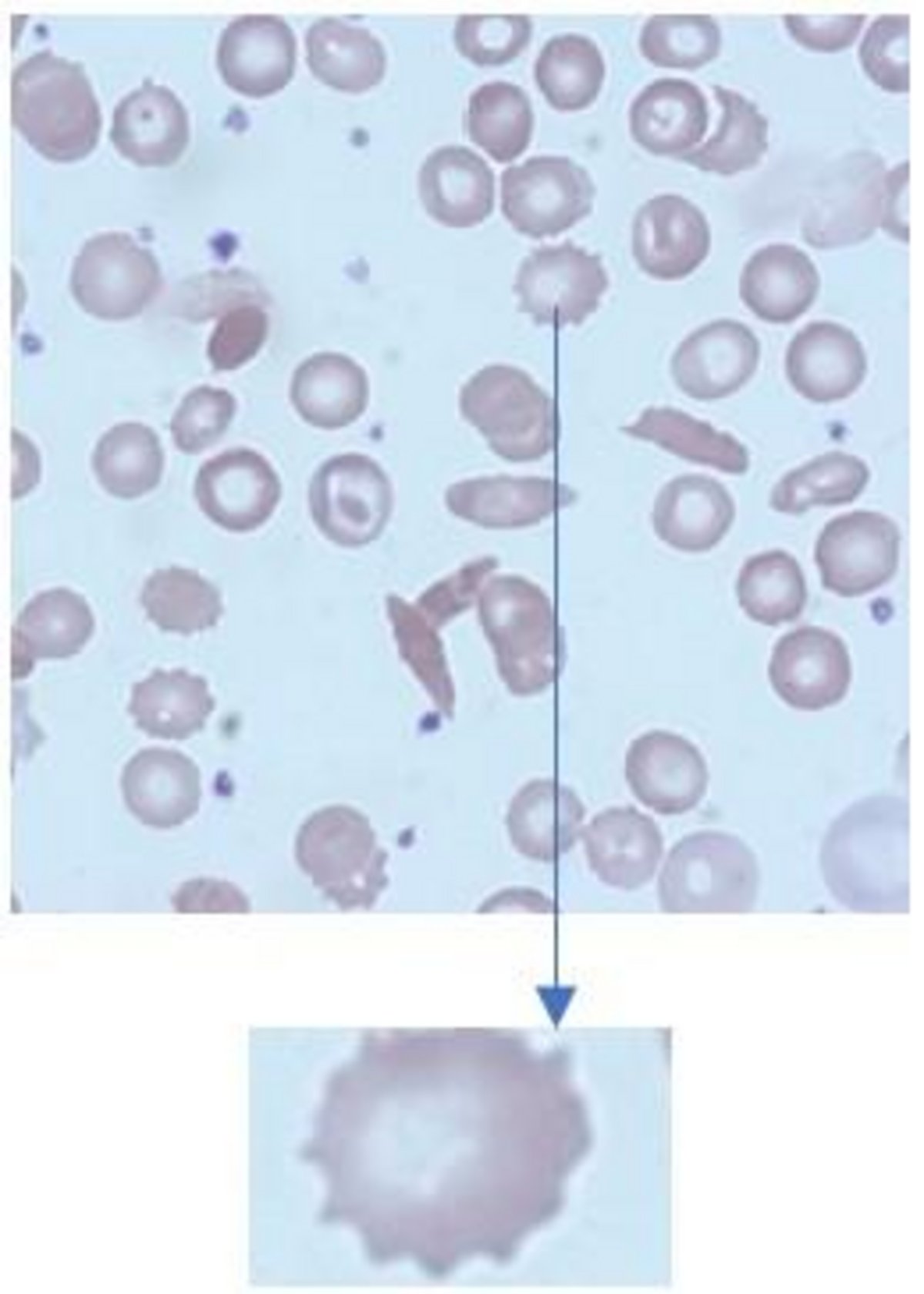 Case_study_cell_1 Case_study_cell_1