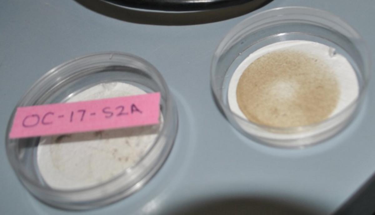 Sand samples containing microplastics are prepared for analysis