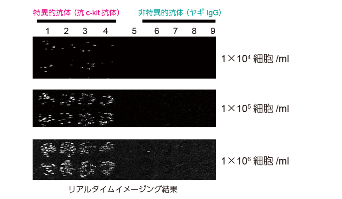 リアルタイムイメージング結果