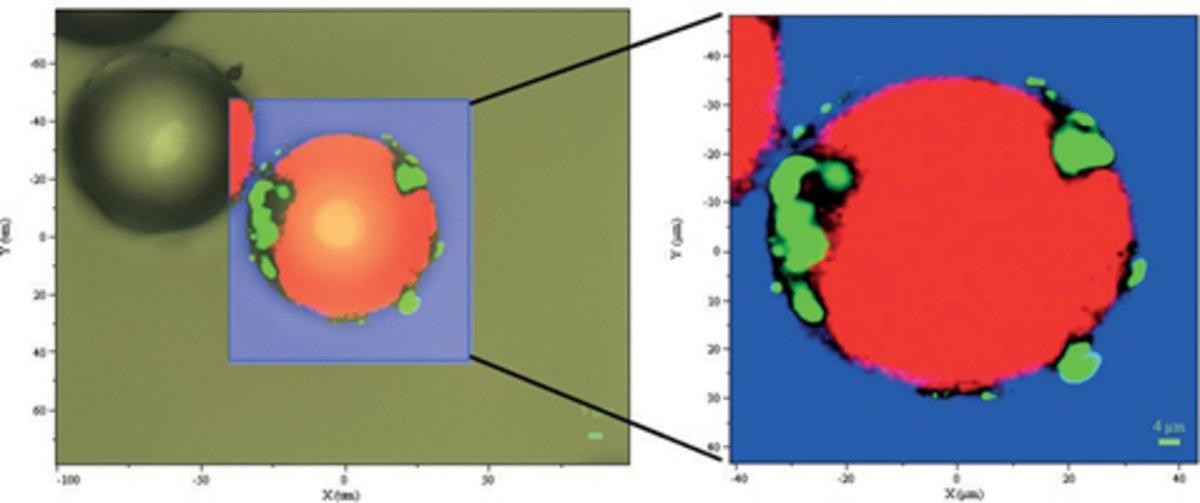 A Raman spectral image contains a full Raman spectrum at each and every pixel of the image. Raman spectral images provide chemical and structural information about a sample which cannot be observed using tradition light microscopy. 