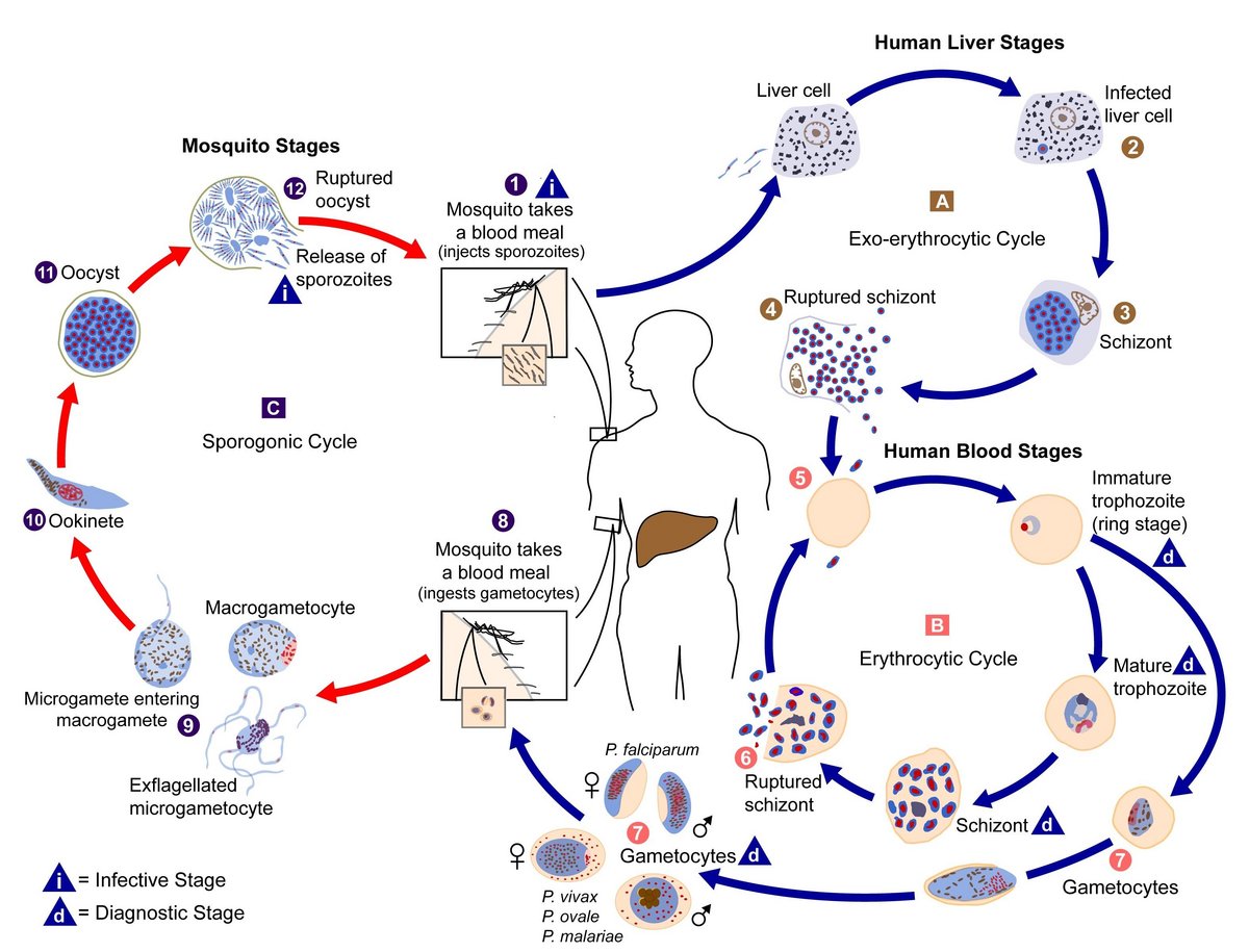 Malaria (Plasmodium spp.)