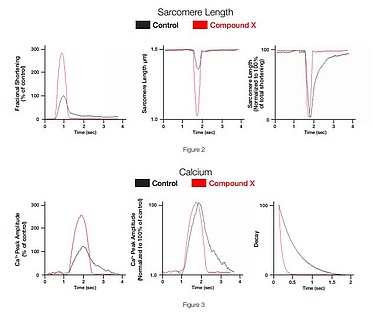 Studying heart disease by simultaneous measurement of changes of Sarcomere Length