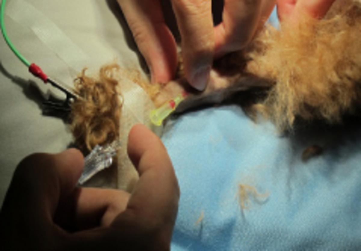 手術中に動脈へ留置針を留置 手術中に動脈へ留置針を留置