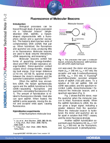 Fluorescence of Molecular Beacons
