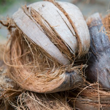 Coconut husks
