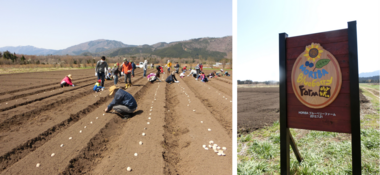ジャガイモの苗植えの様子