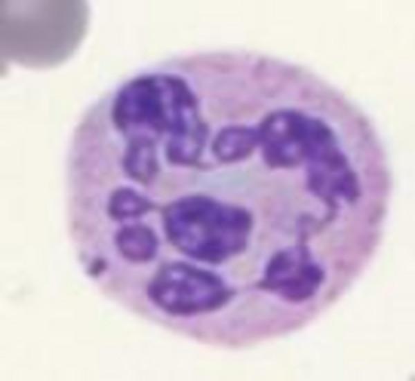 QSP_Newsletter_33_Quiz_Cell_Image