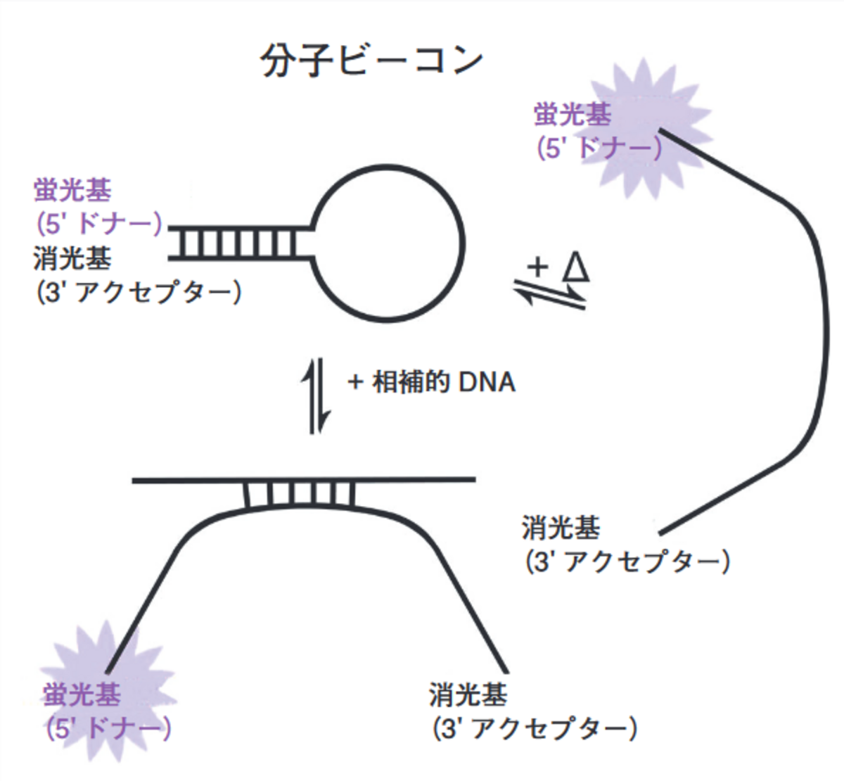 HORIBA 堀場 ホリバ 分光光度計 窒素-色素レーザー NDL-100｜環境測定器