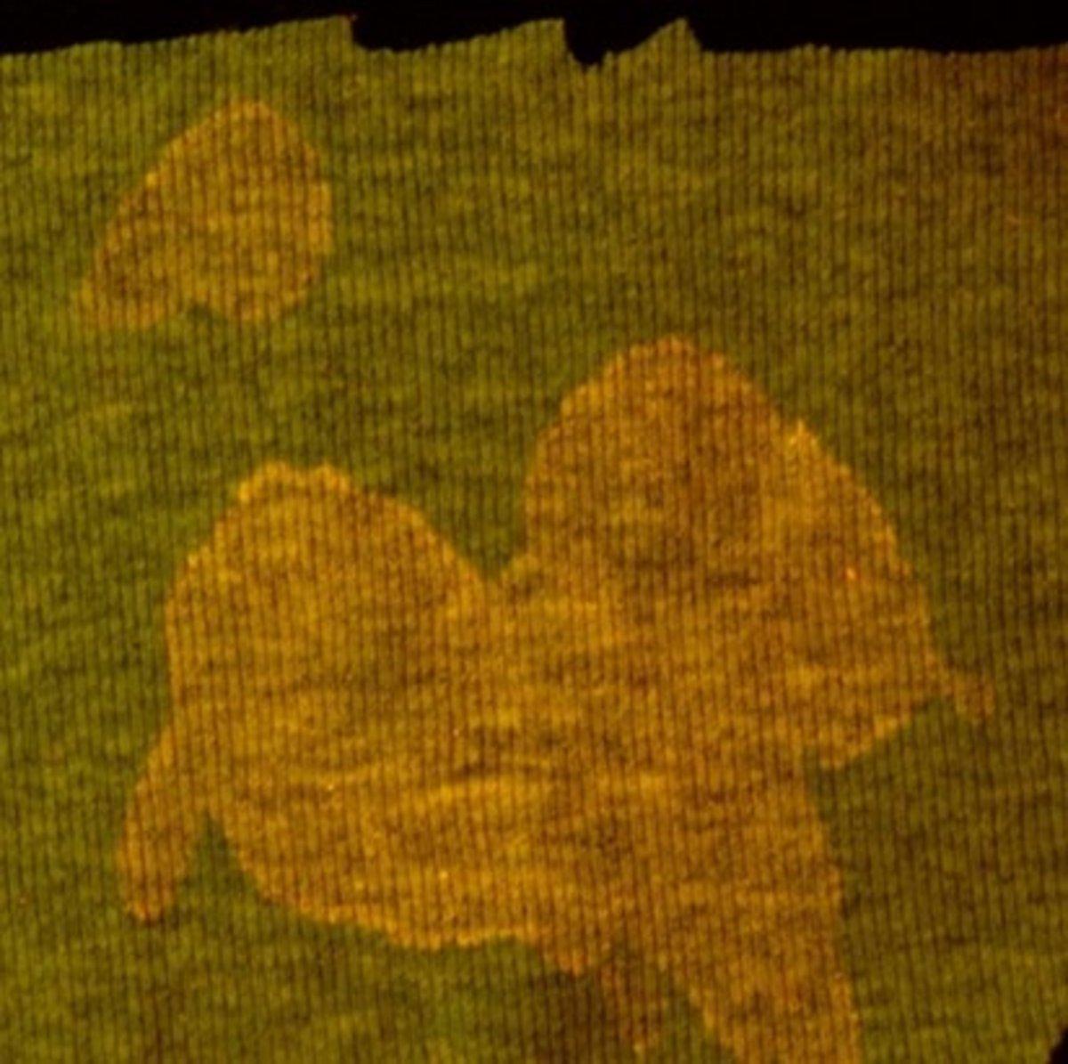 Semen stains, invisible to the naked eye, shows up clearly under alternative light sources