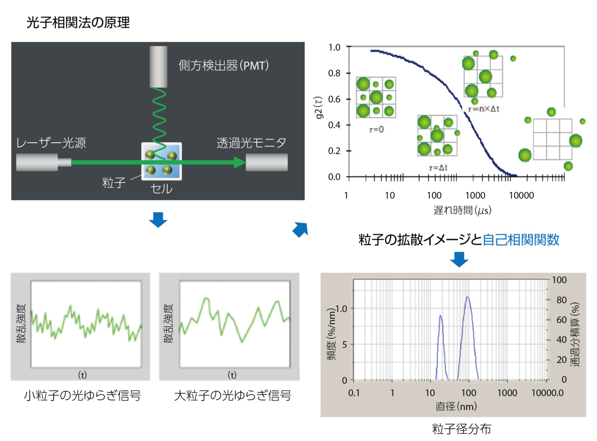 動的光散乱法（DLS）の原理 