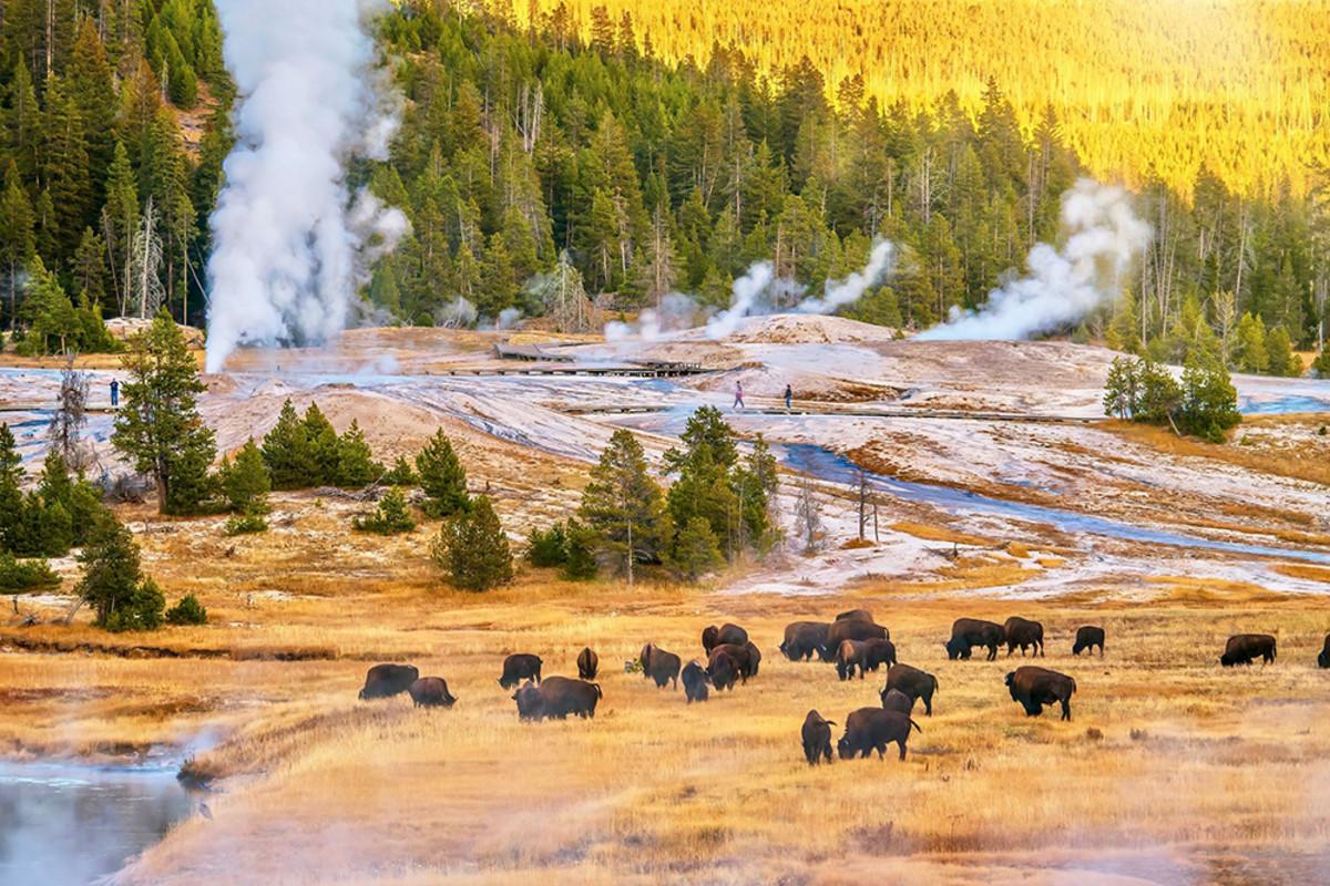 Buffalo in Yellowstone National Park
