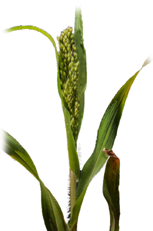 sudangrass_01