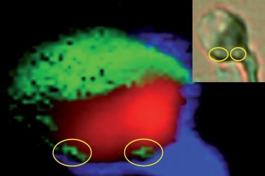 Raman map and the characteristic Raman spectra of native sperm 