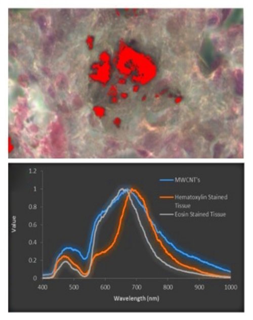 Multimodal Hyperspectral Imaging for Nanotoxicological Applications