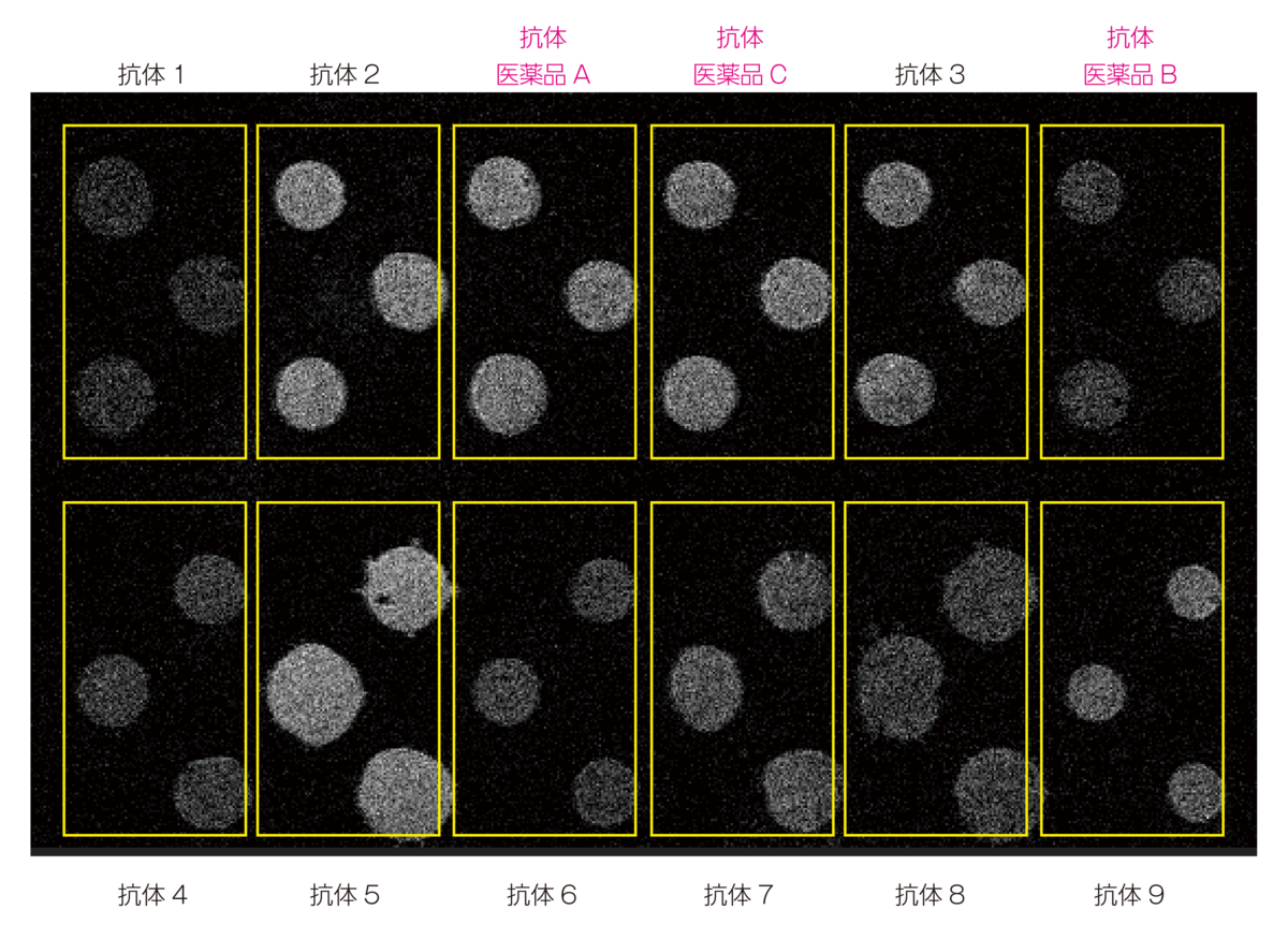 図1. FcRlla- 抗体 リアルタイムイメージング結果